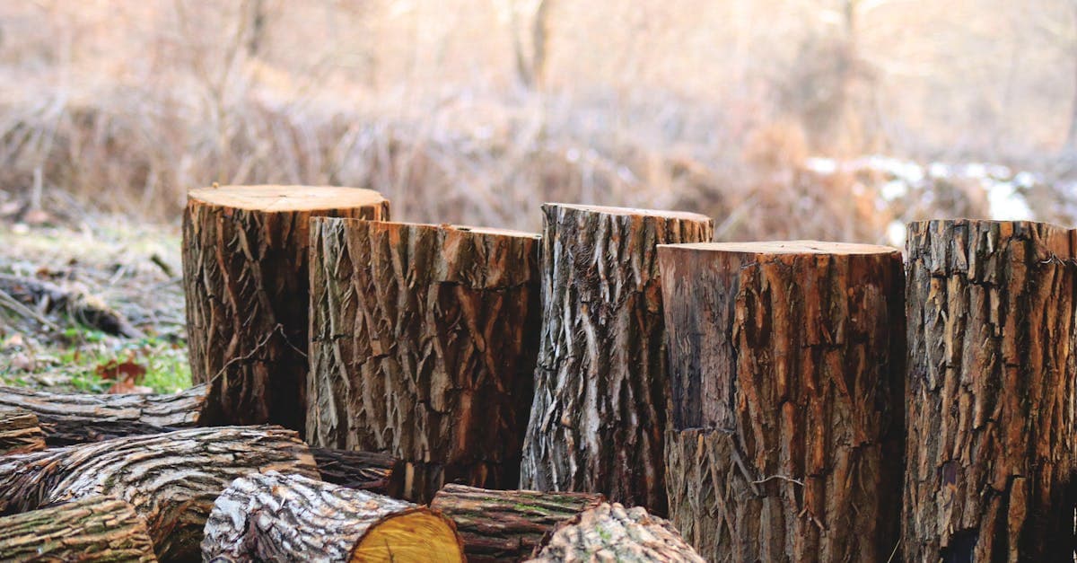 Cover Image for Innovative Approaches to Tree Management: Ensuring the Survival of Urban Forests